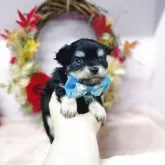 チワワ(ロング)【福島県・男の子・2025年10月3日・ブラックタン】の写真3