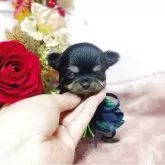 チワワ(ロング)【福島県・男の子・2025年10月3日・ブラックタン】の写真3