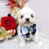 チワマル(チワワ×マルチーズ)【福島県・男の子・2025年9月12日・ホワイト】の写真5