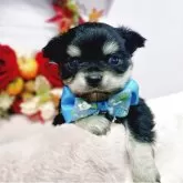 チワワ(ロング)【福島県・男の子・2025年10月3日・ブラックタン】の写真8