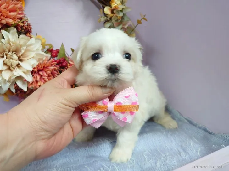 りさ 様のお迎えした子犬