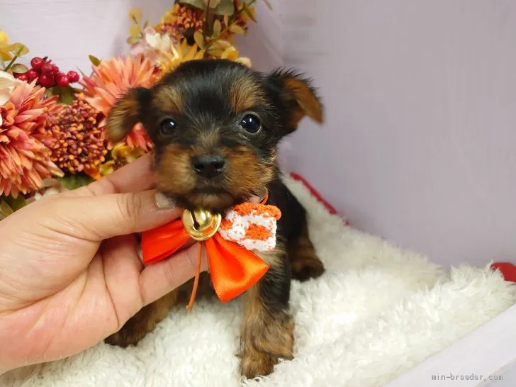 ID:2104-00300の子犬