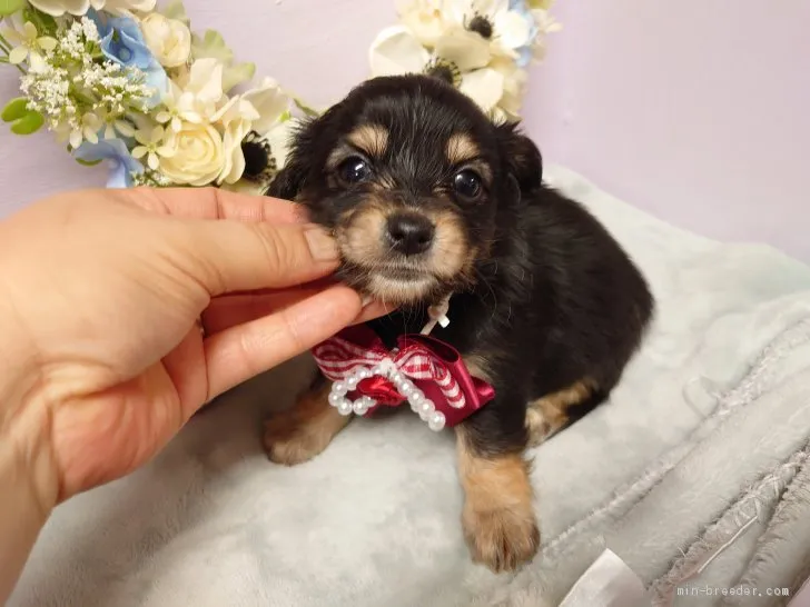 ID:2104-00999の子犬
