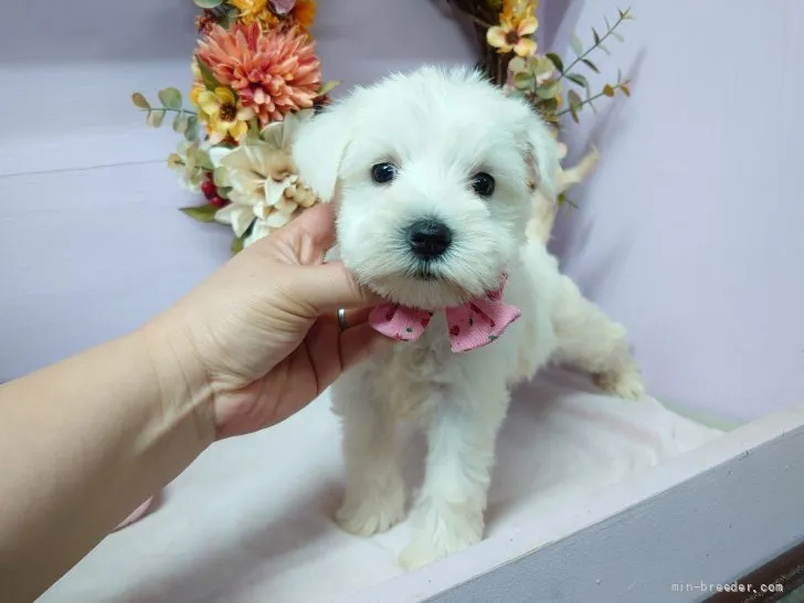 ID：2111-00376の子犬