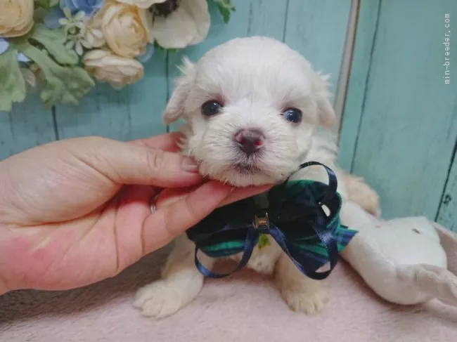 ID:2003-01856の子犬