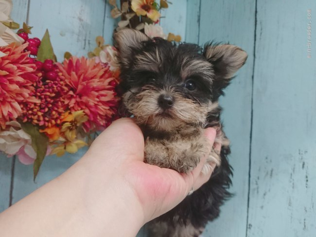 ミックス その他犬種の子犬をお迎えいただいたお客様の声 口コミ 評判 全3 684件中 2 071 2 100件目を表示 みんなのブリーダー みんなのブリーダー ミックス その他犬種の子犬をお迎えいただいたお客様の声 口コミ 評判 全3 684件中 2 071 2 100件目を表示 みんなのブリーダー みんなのブリーダー