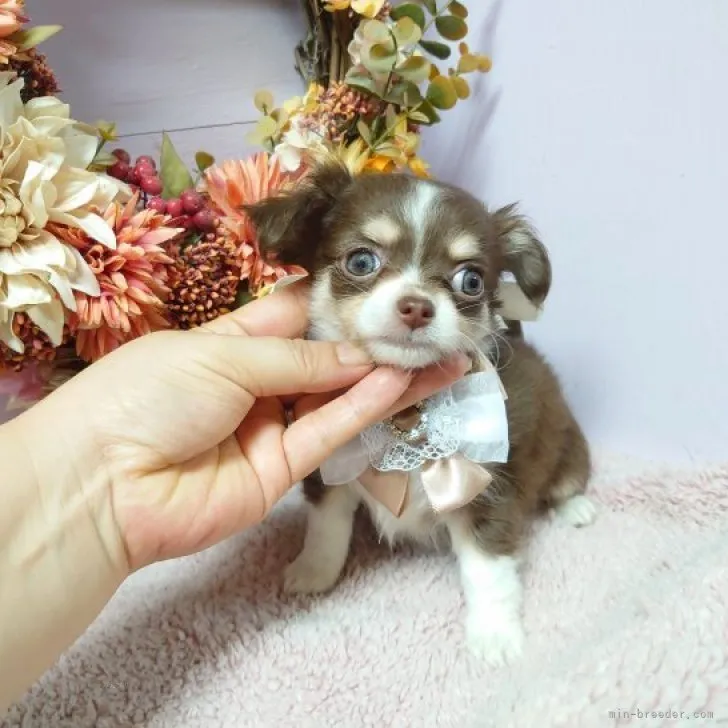ID:2308-04502の子犬
