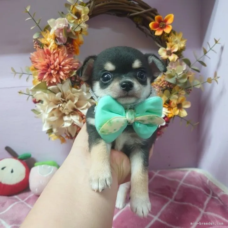 ID:2301-05329の子犬