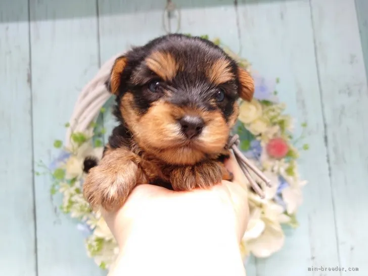 ID:2006-00889の子犬