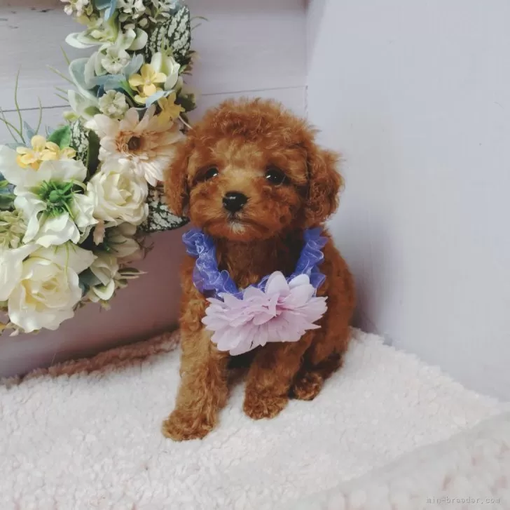 ID：2407-01752の子犬