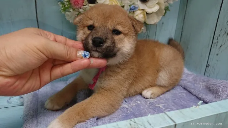 ID：1907-02212の子犬
