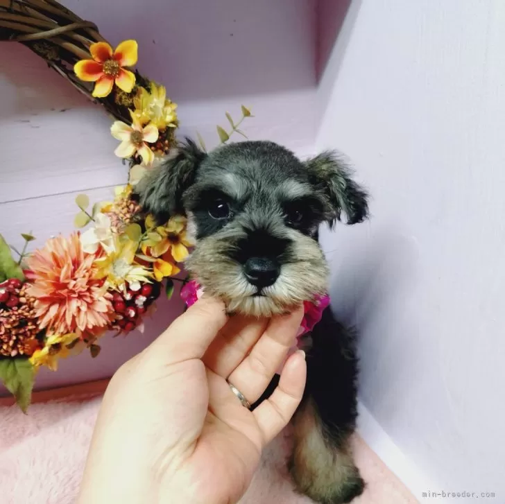 ID：2408-06711の子犬