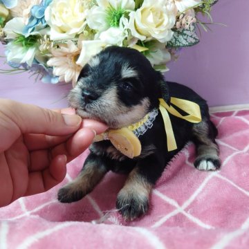 ミニチュアシュナウザー【福島県・女の子・2024年4月5日・ブラック&シルバー】の写真「我が子のように愛情込めて育てています🌹」