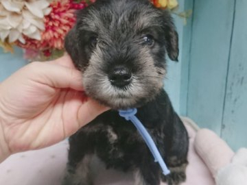 ミニチュアシュナウザー【福島県・男の子・2019年9月20日・ソルト&ペッパー】の写真「♥️子育てベテランママから誕生♥️」