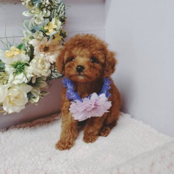 トイプードル(タイニー)【福島県・男の子・2024年6月14日・レッド】の写真「🌹タイニーまたはティーカップサイズ予想」