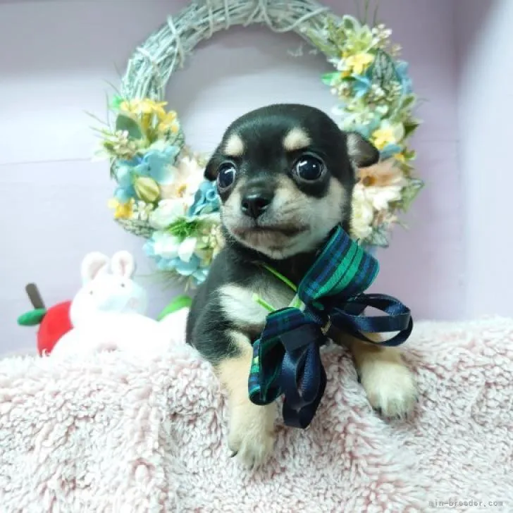 ID:2207-05544の子犬