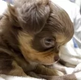 チワワ(ロング)【滋賀県・男の子・2025年9月21日・チョコレートクリーム】の写真13