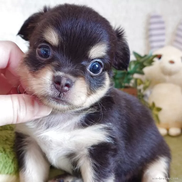 上田 様のお迎えした子犬