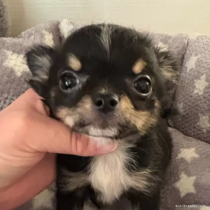 ID：2412-03122の子犬