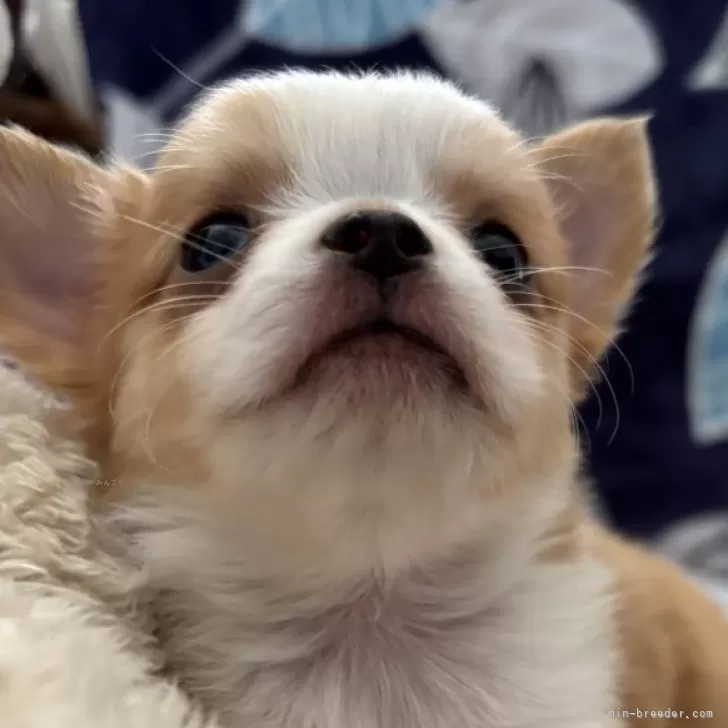 ID:2412-03118の子犬