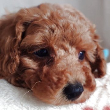 トイプードル(トイ)【滋賀県・男の子・2025年10月4日・レッド フォーン】の写真「しっかりタイプの男の子」