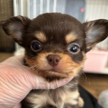 チワワ(ロング)【滋賀県・男の子・2025年1月7日・チョコタン】の写真「♡くりくりおめめ♡」