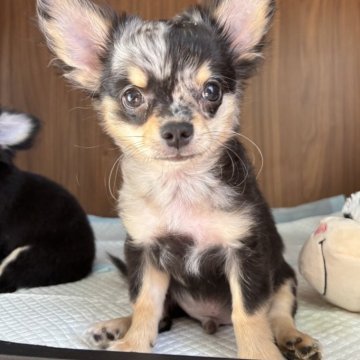 チワワ(ロング)【滋賀県・男の子・2025年7月20日・ブルーマール】の写真「彦根市ペイペイ15％キャンペーン対象店舗☺️」