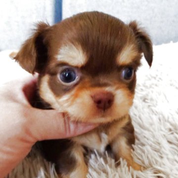 チワワ(ロング)【滋賀県・男の子・2025年9月21日・チョコレートクリーム】の写真「日々　可愛さアップしてます♡」