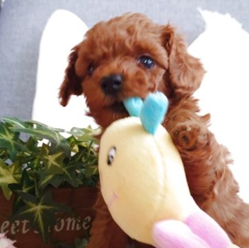 トイプードル(タイニー)【滋賀県・男の子・2025年10月31日・レッドフォーン】の写真「人が大好きな男の子♡」