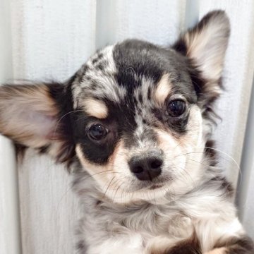 チワワ(ロング)【滋賀県・男の子・2025年7月20日・ブルーマール】の写真「1月7日までお値下げ中☺️」