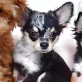 チワワ(ロング)