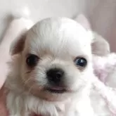 チワワ(ロング)