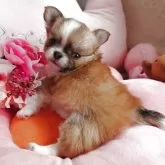 チワワ(ロング)