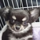 チワワ(ロング)