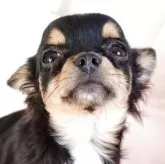 チワワ(ロング)