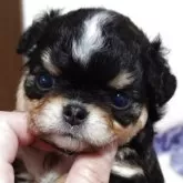 チワワ(ロング)