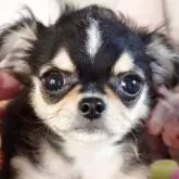 チワワ(ロング)