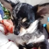 チワワ(ロング)