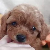 タイニープードル