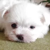 マルチーズ