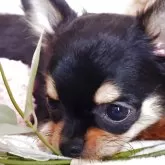 チワワ(ロング)