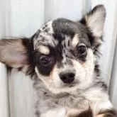 チワワ(ロング)