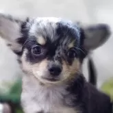 チワワ(ロング)
