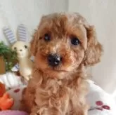 トイプードル(トイ)【滋賀県・男の子・2025年10月4日・レッド フォーン】の写真2