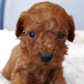 トイプードル(トイ)【滋賀県・男の子・2025年10月4日・レッド フォーン】の写真12