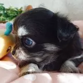 チワワ(ロング)【滋賀県・男の子・2025年9月21日・ブラッククリーム】の写真2