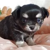 チワワ(ロング)【滋賀県・男の子・2025年9月21日・ブラッククリーム】の写真4