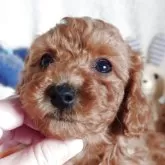 トイプードル(トイ)【滋賀県・男の子・2025年10月4日・レッド フォーン】の写真5