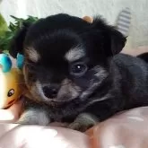 チワワ(ロング)【滋賀県・男の子・2025年9月21日・ブラッククリーム】の写真5