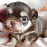 チワワ(ロング)【滋賀県・男の子・2025年9月21日・チョコレートクリーム】の写真6